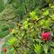 15 Rododendro rosso _Rhododendrum ferrugineum_.JPG