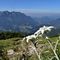 19 Stelle alpine _Leontopodium alpinum_ per l_Alben.JPG