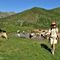 27 Fa gran caldo! La mucche si rinfrescano nella bella pozza _2050 m circa_ al colletto per il monte Avaro ..JPG