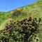03 Alla croce del Montebello _2100 m_ rododendri rossi _Rhododendron ferrugineum_.JPG