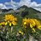65 Bei fiori gialli con vista verso Cima Cadelle dal sent. 201 al Passo di Tartano.JPG