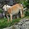 22 Cavallo al pascolo in Val d_inferno su roccione erboso.JPG