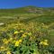 18 Estese gialle fioriture alle pendici del soprastante Monte Avaro.JPG