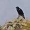 49 Sul cocuzzolo della montagna probabile corvo imperiale .JPG