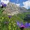 07 Fiordaliso alpino _Centaurea nervosa_ con Corna Piana versante nord.JPG