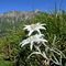 18 Stelle alpine _Leontopodium alpinum_ per il Menna.JPG
