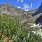 35 Stelle alpine _Leontopodium alpinum_ per il Mandrone e la Corna Piana dal Passo di Gabbia _2050 m_ .JPG