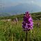 97 Orchidee sul sent. 121 scendendo da Capanna 2000 al parcheggio d_Alpe Arera.JPG