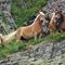 20 Cavalli al pascolo in Val d_inferno su roccione erboso.JPG