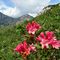 73 Omaggio floreale di rododendri rosa alla Cima Croce. .JPG