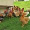 79 Un gran bel gallo con seguito di tante galline !.JPG