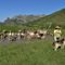 01 Fa gran caldo! La mucche si rinfrescano nella bella pozza _2050 m circa_ al colletto per il monte Avaro ..JPG
