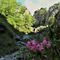 42 Rododendro rosa _Rhododendron hirsutum_ nel _labirinto_ .JPG