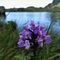 40 Orchidea ai Laghi di Ponteranica.JPG