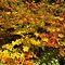 94 Splendidi caldi colori autunnali delle foglie dei faggi.JPG