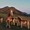 75 Con gli amici cavalli della Forcella di Spettino salutiamo il Monte Gioco .JPG