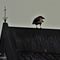 85 Forse un corvo sul tetto della cappella del Pizzo Cerro.JPG