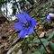 22 Anemone epatica _Hepatica nobilis_.JPG