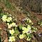 18 Primule gialle e erba trinita _hepatica nobilis_ infiorano il sentiero.JPG