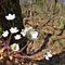 33 Erba trinita bianca _Hepatica nobilis_.JPG