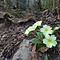 31 Primule gialle _Primula vulgaris_ sul sentiero scosceso.JPG