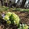 24 Primule gialle _Primula vulgaris_ e erba trinita _Hepatica nobilis_.JPG