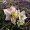 48 Salendo per la cima dello Zucco distese di Erica carnea cosparsa di ellebori _helleborus niger_.JPG