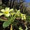 25 Primule gialle _Primula vulgaris_ con castagni sullo sfondo.JPG