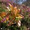 61 Erica _Erica carnea_ in fiore con ellebori fecondati di vario colore.JPG