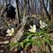 53 Bianchi fiori di  Anemone nemorosa _Anemonoides nemorosa_ nei boschi ombrosi del versante nord sotto la cima del Canto Alto.JPG