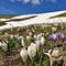 15 Bianchi fiori di Crocus vernus _Zafferano maggiore_ crescono appena la neve si scioglie.JPG