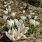 16 Bianchi fiori di Crocus vernus _Zafferano maggiore_ crescono appena la neve si scioglie.JPG
