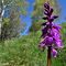 22 Bella orchidea _Orchis mascula_.JPG