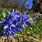 11 Fiori azzurri di Scilla bifolia.JPG