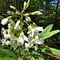 23 Bei fiori bianchi di Dentaria minore _ Cardamine bulbifera_.JPG