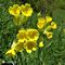 17 Nel prato bei fiori gialli di Primula maggiore _Primula elatior_.JPG