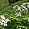 92 Bei fiori bianchi di Dentaria minore _ Cardamine bulbifera_.JPG