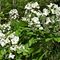 93 Bei fiori bianchi di Dentaria minore _ Cardamine bulbifera_.JPG