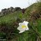 24 Anemone alpino _Pulasatilla alpina_.JPG