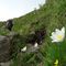 26 Anemone alpino _Pulasatilla alpina_.JPG