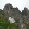 28 Anemone alpino _Pulasatilla alpina_.JPG
