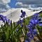 82 Bellissimi fiori di Scilla bifolia per il bianco bel Montu appena salito! .JPG