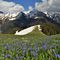 91 Distese di azzurre Scilla bifolia nel verde dei prati con vista verso il Monte Cavallo e amici.JPG