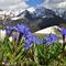92 Azzurre Scilla bifolia in primo piano per l_amato Monte Cavallo con amici.JPG