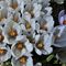 80 Splendido bouquet di Crocus vernus bianchi .JPG