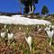 14 Bianchi fiori di Crocus vernus _Zafferano maggiore_ crescono appena la neve si scioglie.JPG