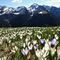 20 Distese di  bianchi fiori di Crocus vernus _Zafferano maggiore_ crescono appena la neve si scioglie.JPG