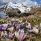 48 Crocus Vernus bianchi e violetti con vista verso il Ponteranica .JPG