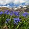 93 Azzurre Scilla bifolia in primo piano anche per queste cime  .....JPG