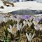 72 Laghetto in disgelo, pascoli in estese fioriture multicolori di Crocus vernus.JPG
